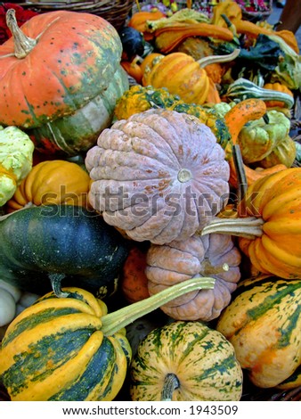 Colorful background of miniature pumpkin motives