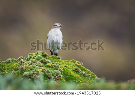 A closeup shot of a small single Mockingbird perched on a mossy surface in its natural habitat