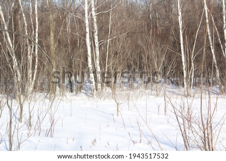 Black and white birch and aspen trees make a natural background texture pattern in forest landscape scene