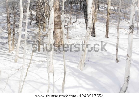 Black and white birch and aspen trees make a natural background texture pattern in forest landscape scene