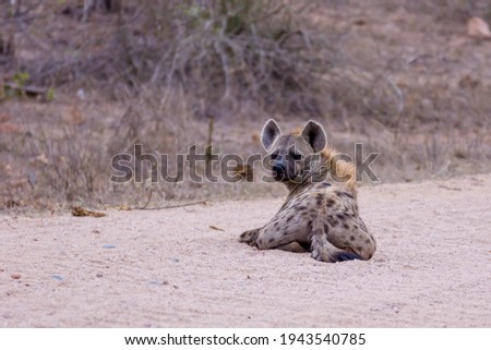 A spotted hyena lying in nature