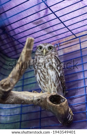 Curious white-faced  owl  with yellow eyes on in the cage sits on the branch. looking straight at the camera eye contact
