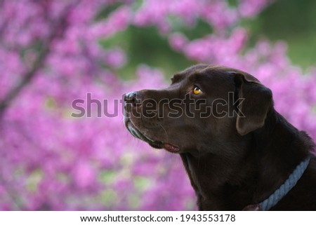 Brown Labrador in spring colours	
