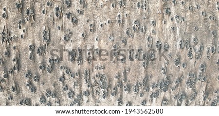 Closeup texture of tree bark. Pattern of natural wooden background. Rough surface of trunk. Dirt skin of wooden. 
