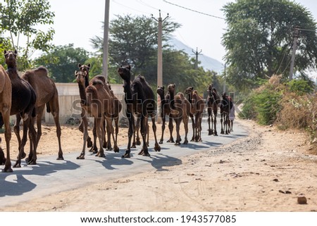 Camel walking on the narrow roads of north India