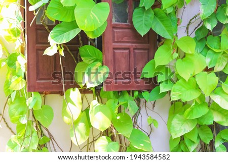 Old wood window with green plant climber on wall background