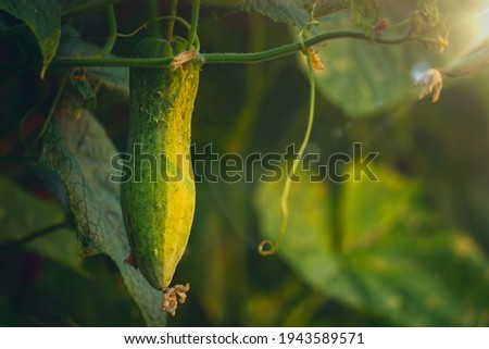 Fresh vegetable and organic cucumber friust in garden of agriculture, close up cucumber on morning on green leaf vegeables background, farming for good health of people in rural, harvesting plants