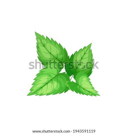 Green peppermint isolated culinary herb. Vector tea ingredient, hybrid mint, cross of watermint and spearmint. Fresh peppermint tea ingredient, kitchen spice, flavoring organic evergreen plant