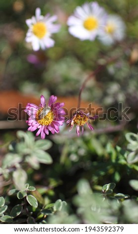 A small and magenta chrysanthemum with a bug and white flowers is blooming on a bright sun shine day of autumn. Vertically oriented picture.