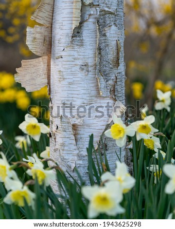 Daffodils in the Spring in a garden on a farm in Oregon