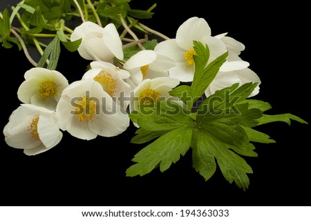 bouquet of white anemone on a black background 