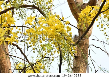 Yellow flowers on the tree