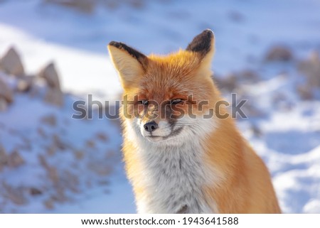 a wild fox. close-up portrait of a fox's face with a playful mood. the photo is very high quality. poster on the theme of wild animals in the mountains