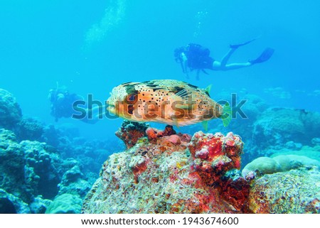 Beautiful tropical coral reef with lovely porcupine fish. Scuba divers on the background.