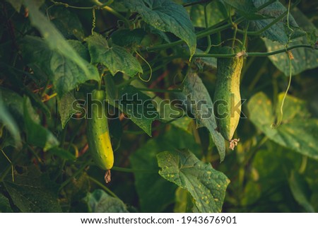 Fresh vegetable and organic cucumber friust in garden of agriculture, close up cucumber on morning on green leaf vegeables background, farming for good health of people in rural, harvesting plants