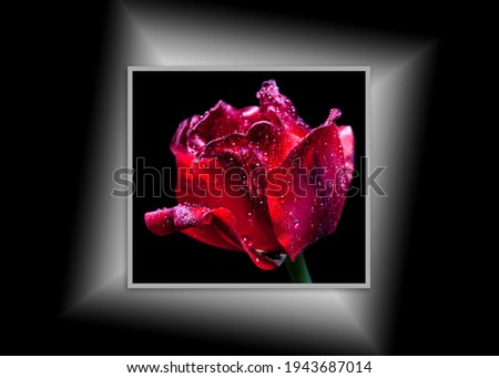 Beautiful Red tulip with shining drops, canvas isolated on black background, interior decor mock up