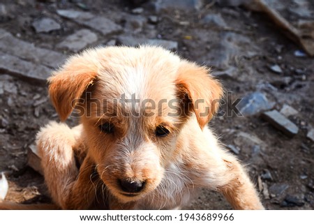 Stock photo of cute little brown color canine breed puppy looking at camera on blur background. Little puppy resting on Indian street in sunny afternoon.