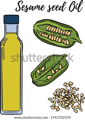 Oil set. Hand drawn vector illustration. Sesame seed oil. Use for cosmetic products or food. Sketch style vector organic food illustration.