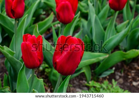 beautiful red tulips in the flowerbed, messengers of spring, sunny day, spring mood