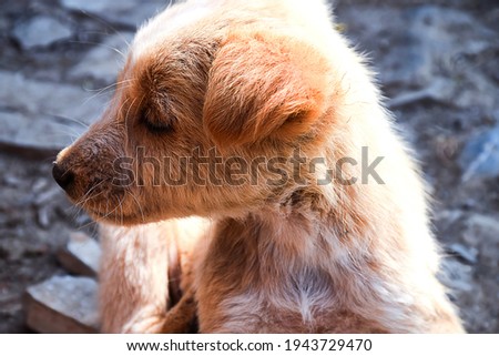 Stock photo of a cute little brown color canine breed puppy feeling sleepy in afternoon on blur background. Little puppy resting on Indian street.
