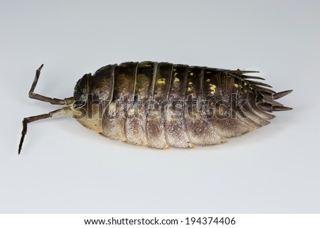 Common Shiny Woodlouse (Oniscus asellus) isolated on white. Side profile. Preserved museum specimen.