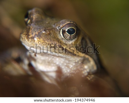 frog in spring at the Island of Ruegen in Germany