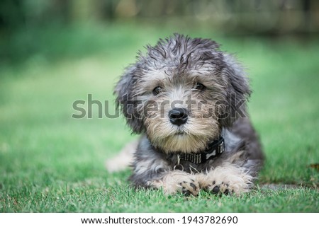 Dandie Dinmont Terrier Puppy in Garden Royalty-Free Stock Photo #1943782690