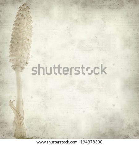textured old paper background with wild horsetail plant