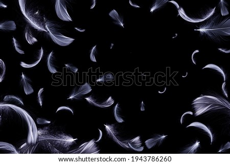 Feather isolated. Abstract bird feather texture closeup falling on dark background in pattern photography. Concept of sensitivity responsiveness to nature