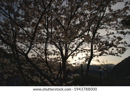 Sunset and cherry blossoms in full bloom.