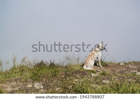 
dog on top of a mountain in the fog