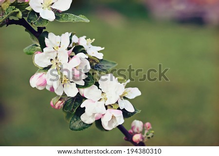 Apple flowers, retro photo filter effect