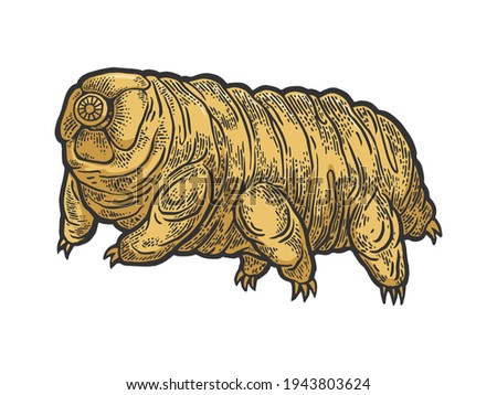 Tardigrade water bear moss piglet micro animal color sketch engraving raster illustration. Tee shirt apparel print design. Scratch board style imitation. Black and white hand drawn image.