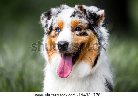 Australian Shepherd dog portrait outdoors Royalty-Free Stock Photo #1943817781