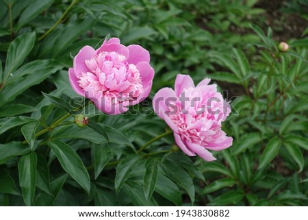 Pair of pink flowers of peonies in May
