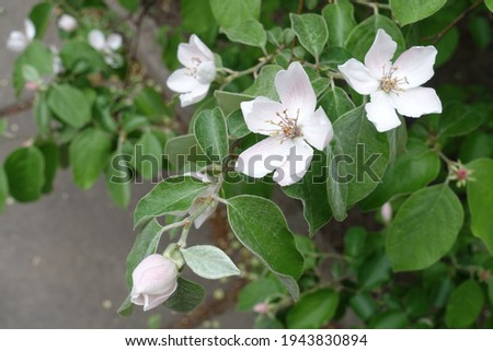 Three flowers and bud of quince in May