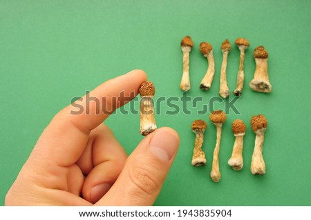 Psilocybe Cubensis mushrooms in man's hand on green background. Psilocybin psychedelic magic mushrooms Golden Teacher. Top view, flat lay. Micro-dosing concept. Royalty-Free Stock Photo #1943835904