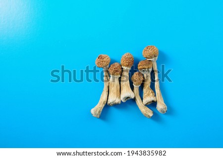 Dry psilocybin mushrooms on bright blue background. Psychedelic magic mushroom Golden Teacher. Medical usage. Microdosing concept.