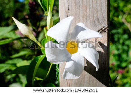 Close up of one delicate white flower of Mandevilla plant, commonly known as rocktrumpet, in a pot in direct sun light in a sunny summer day, beautiful outdoor floral background