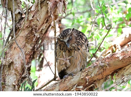 Buffy Fish Owl ,Malay fish owl(Ketupa ketupu) rest on branch in nature