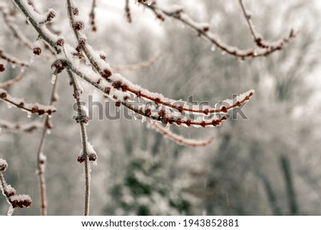 Ice clings to the buds on this maple tree in Missouri on a cold day. Bokeh effect and plenty of copy space. Could be an interesting study on the impact cold has on trees.