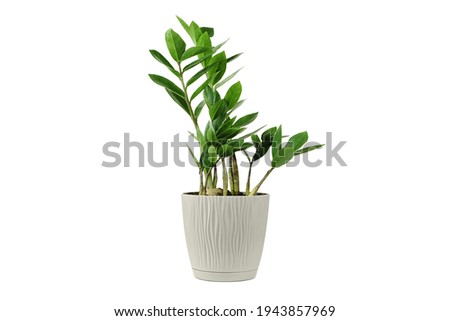 Zamioculcas home plant in beige pot. House plant isolated on white background. Young Zanzibar gem plant in flowerpot. Royalty-Free Stock Photo #1943857969