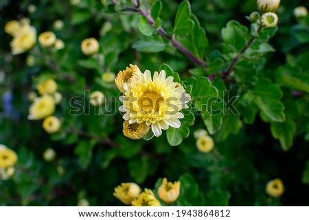 Many vivid yellow and white Chrysanthemum x morifolium flowers and small green blooms in a garden in a sunny autumn day, beautiful colorful outdoor background photographed with soft focus