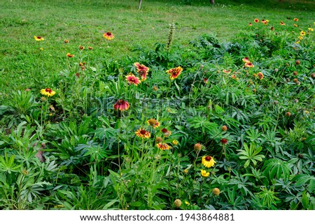 Many vivid yellow and red Gaillardia flower, common known as blanket flower,  and blurred green leaves in soft focus, in a garden in a sunny summer day, beautiful outdoor floral background