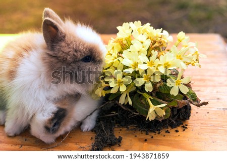 Easter Bunny. Cute little  rabbit and primrose