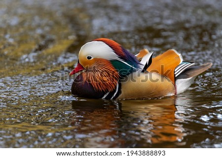 Mandarin duck (Aix galericulata), male drake, with vibrant colorful feathers floats on bubbling water with reflection. Botanic Gardens, Dublin, Ireland