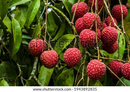 Litchi fruit closeup in summer Royalty-Free Stock Photo #1943892835