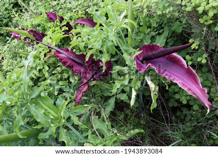 Dracunculus vulgaris, Common Dragon Arum, Araceae. Wild plant shot in spring. Royalty-Free Stock Photo #1943893084