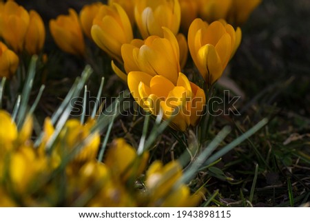 Wild yellow crocuses blooming in their natural environment in the forest. . Macro photography