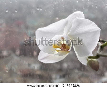 A huge white flower of a room orchid against a background of wet window glass. Selective focus. The concept of bad rainy weather and hope for the best.
